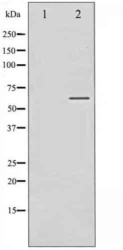 Phospho- SGK (Ser422) Antibody - Click Image to Close